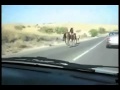 حادث إصطدام حصان بسيارة