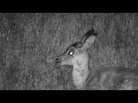 Djuma: Impala lamb getting restless looking for it's mother? - 21:14 - 12/03/20