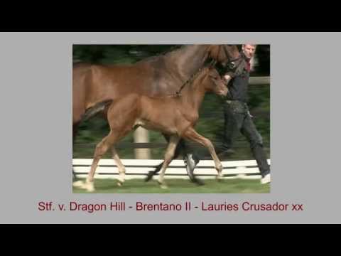 Stf v Dragon Hill x Brentano II