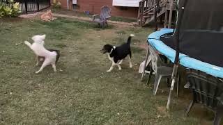 Video preview image #1 Mutt Puppy For Sale in Arlington, VA, USA