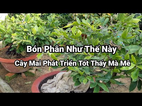 12-5AL,Regularly Fertilize Apricot Trees,Help Trees Wither.