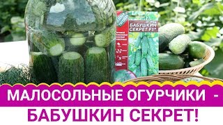 Огурцы Сорт Бабушкин Секрет Отзывы Фото Огурцы Сорт Бабушкин Секрет Отзывы Фото
