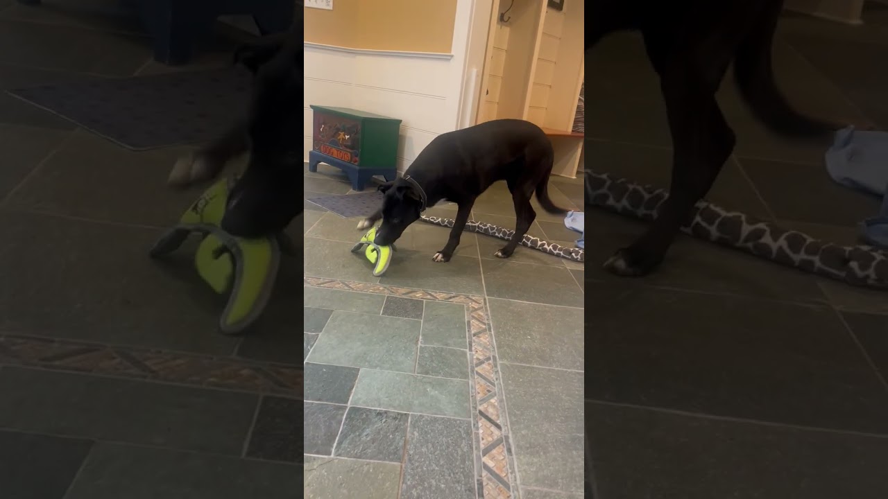 Enlarge Gizmo Local Dog, a Adoptable mixed breed in Andover, MA video 5/6