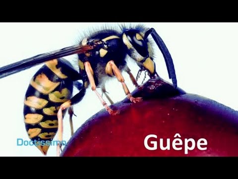 comment soulager les piqures d'orties