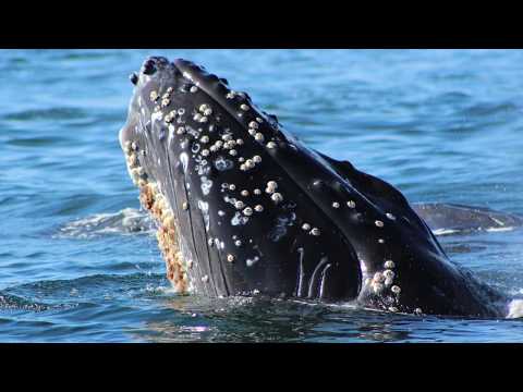image-Are barnacles on whales bad?