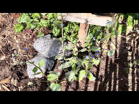 Creating a Pet Memorial in Our Garden