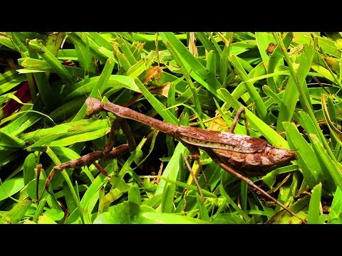 Modlivka karolínska (Stagmomantis carolina) — terárium, kŕmenie a správanie