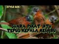 Suara Pikat Tepus Kepala Abu Abu Anti Zonk