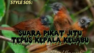 Download lagu suara pikat tepus kepala abu abu|| anti zonk mp3