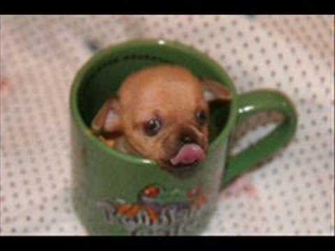 Maurice Breaken - Zie Geluif In Miech