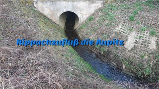 Rippachzufluß die Aupitz