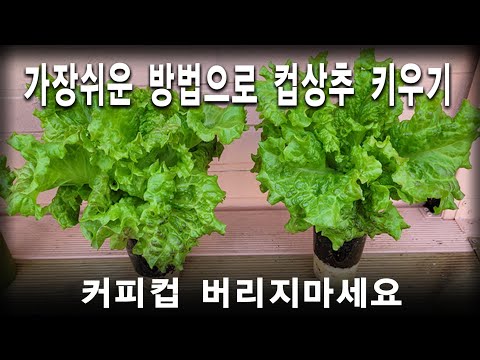 상추키우기 가장쉬운방법, 텃밭없는분들 꼭 보세요, 커피먹고 채소 키우세요,텃밭작물 쉬워요, 상추키우기 가장쉬운방법, 텃밭없는분들 꼭 보세요, 커피먹고 채소 키우세요,텃밭작물 쉬워요,