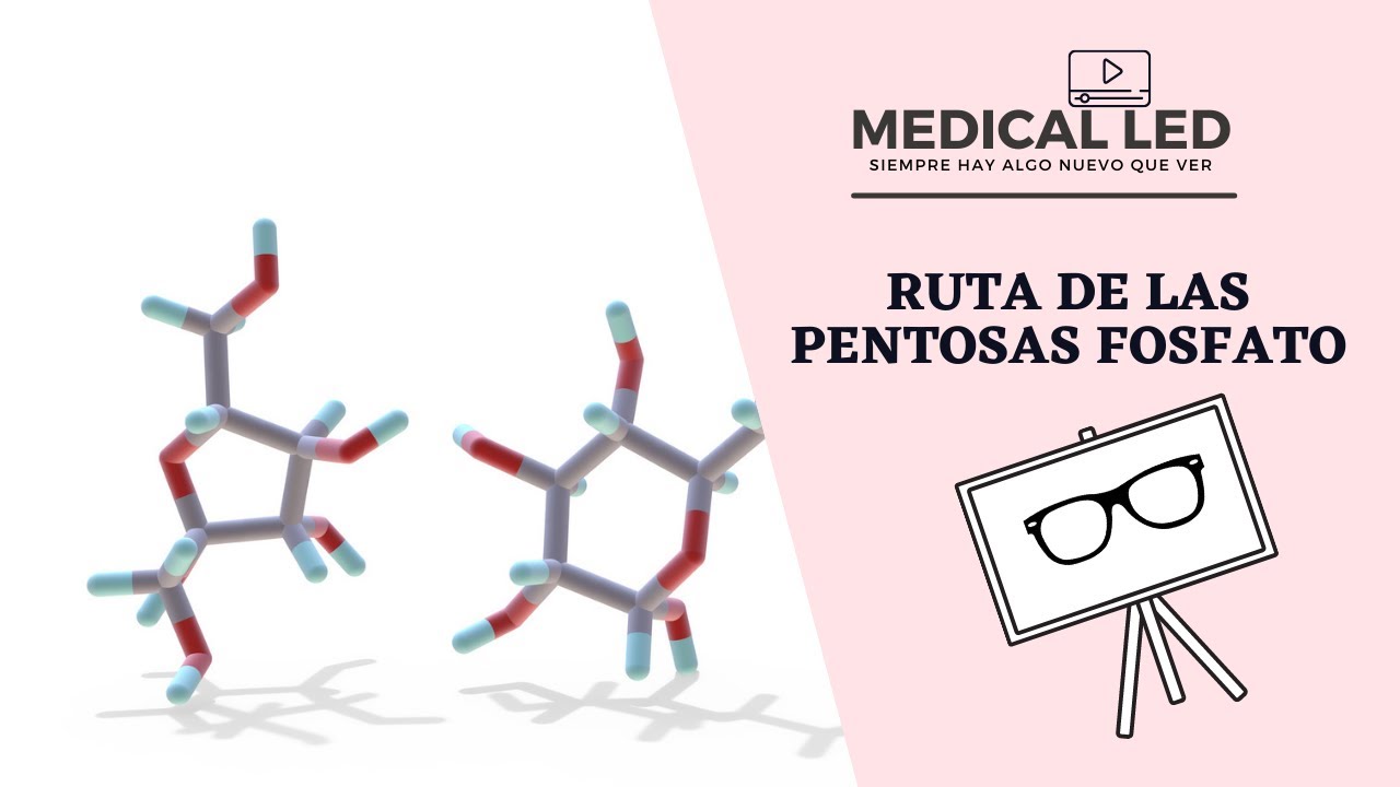 RUTA DE LAS PENTOSAS FOSFATO: Fase Oxidativa