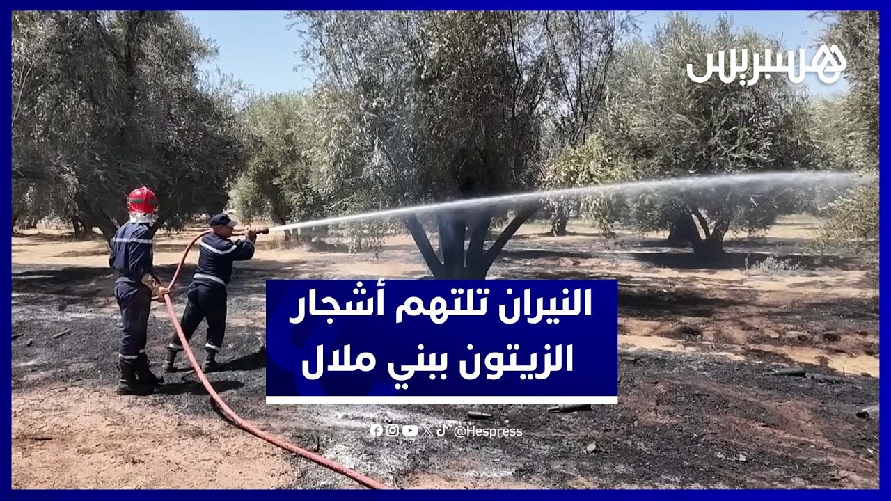 النيران تلتهم مساحات من أشجار الزيتون في بني ملال والوقاية المدنية تتدخل لإخماد الحريق thumbnail