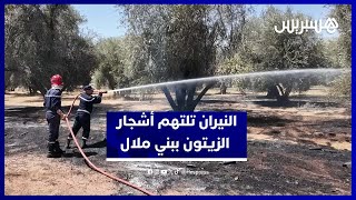 النيران تلتهم مساحات من أشجار الزيتون في بني ملال والوقاية المدنية تتدخل لإخماد الحريق thumbnail