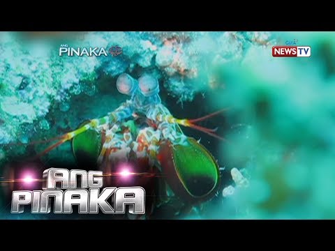 Ay nangangahulugan ng pagbaba ng timbang sa pool Zumba step pagbaba ng timbang