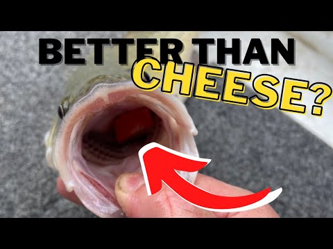 The Best Bait for Murray Cod fishing. Better than cheese?