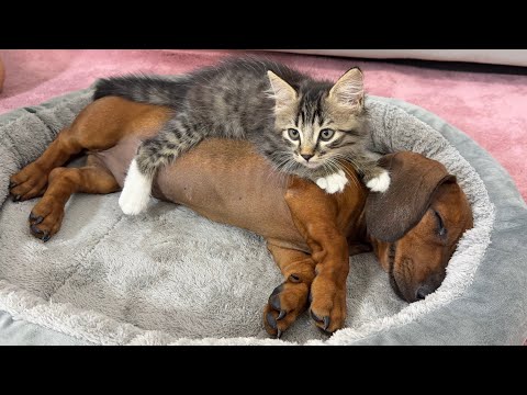 YouTube 썸네일