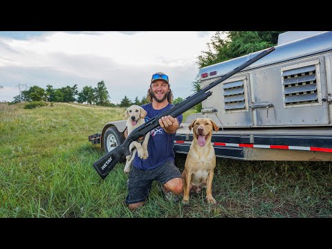 Introducing Your Labrador PUPPY to Gun Fire!!
