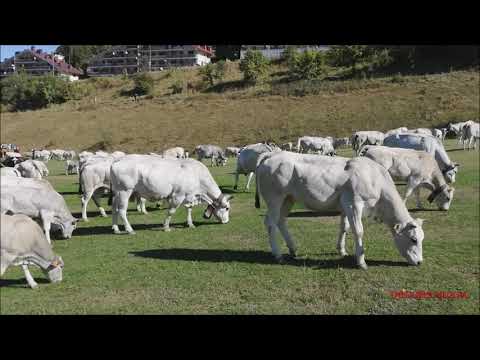 MANDRIA DI MUCCHE AL PASCOLO A PRATO NEVOSO. (CN) DOM. 19 - 9 - 2021.
