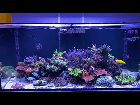 Red Sea Reefer 425 XL 21 months
