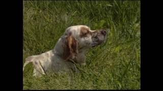 The Setter – Pet Dog Documentary English