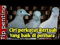 ciri burung perkutut bertuah yang baik di pelihara ciri burung perkutut bertuah yang baik di pelihara