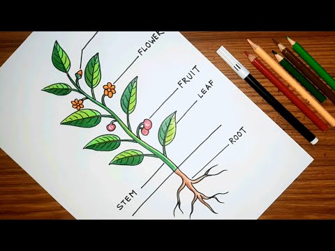 How to draw PARTS OF A TREE ???? | Parts of a plant drawing easy | গাছের বিভিন্ন অংশ অঙ্কন |