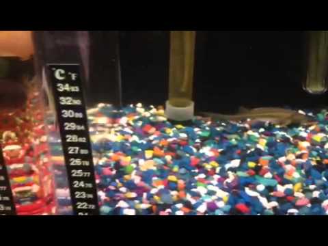 download lagu mp3 mp4 Sterlet Sturgeon For Sale Usa, download lagu Sterlet Sturgeon For Sale Usa gratis, unduh video klip Sterlet Sturgeon For Sale Usa