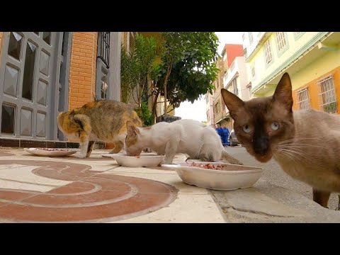 3 cats with an abandoned Siamese cat are starving.