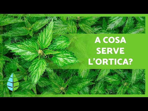 BENEFICI DELL'ORTICA 🌿💚 (Proprietà Medicinali, Come Assumerla e Controindicazioni)