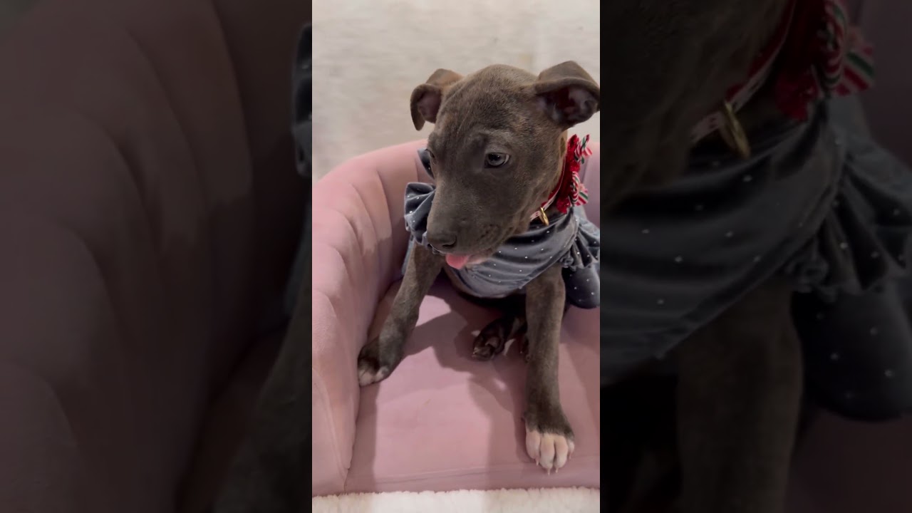 Enlarge Nova, an adopted mixed breed in Park Forest, IL video 6/6