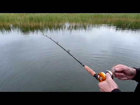 Pirteä kesähauki (HD-laatu)