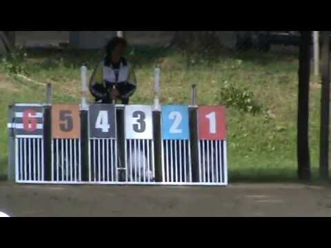 May Trophy 2016 A2 - Kengyelfuto Daru