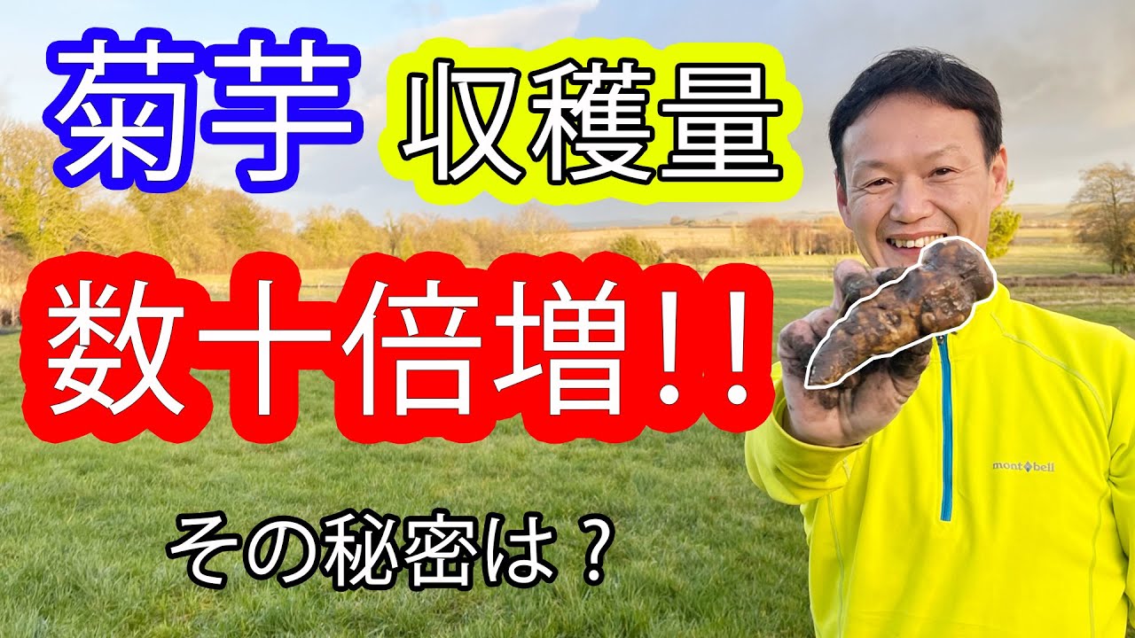 植えっぱなしで35倍!菊芋の自然栽培