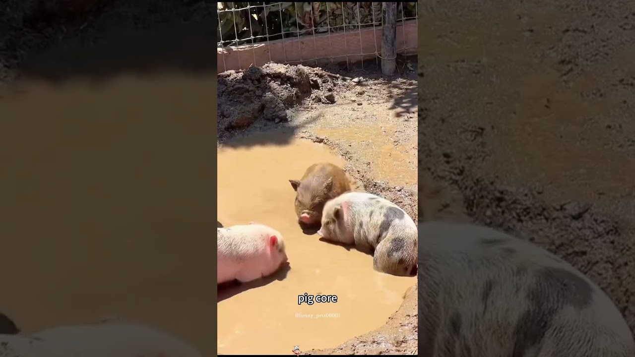 pig core #pig#piggy#piglet#pigsoftiktok#fyp#cute