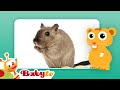 Hamsters Fun With Animals BabyTV