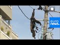 Chimp escape: Primate swings from live power lines, falls from electricity pole