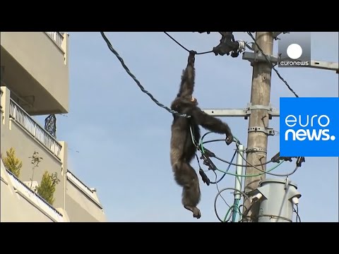 Chimp escape: Primate swings from live power lines, falls from electricity pole | euronews 🇬🇧