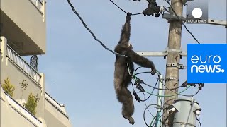 Chimp escape: Primate swings from live power lines