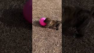 Video preview image #1 American Staffordshire Terrier-German Shepherd Dog Mix Puppy For Sale in Holly Springs, NC, USA