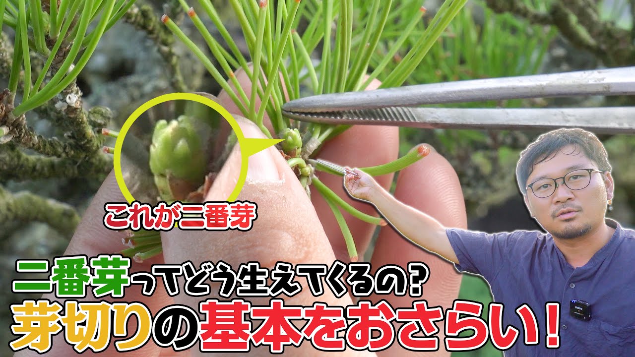 盆栽職人Toshi オフィシャルウェブサイト | Bonsai Artist Toshi