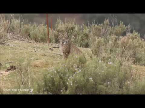 youtube video id=NsMG9qrGtzk