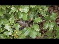 PBS SHOW Black Capped Comeback Making Signs A Fishing Warden 2716