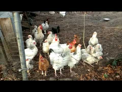 UMi Fair Camera Sample