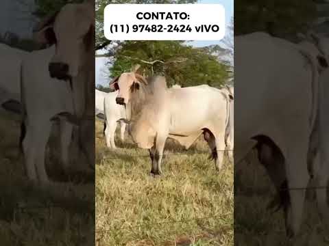 Fazenda à Venda em Guapó GO – 440 Hectares para Lavoura e Pecuária | Alto Potencial Produtivo