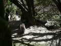 squirrel gets nut then cat comes 