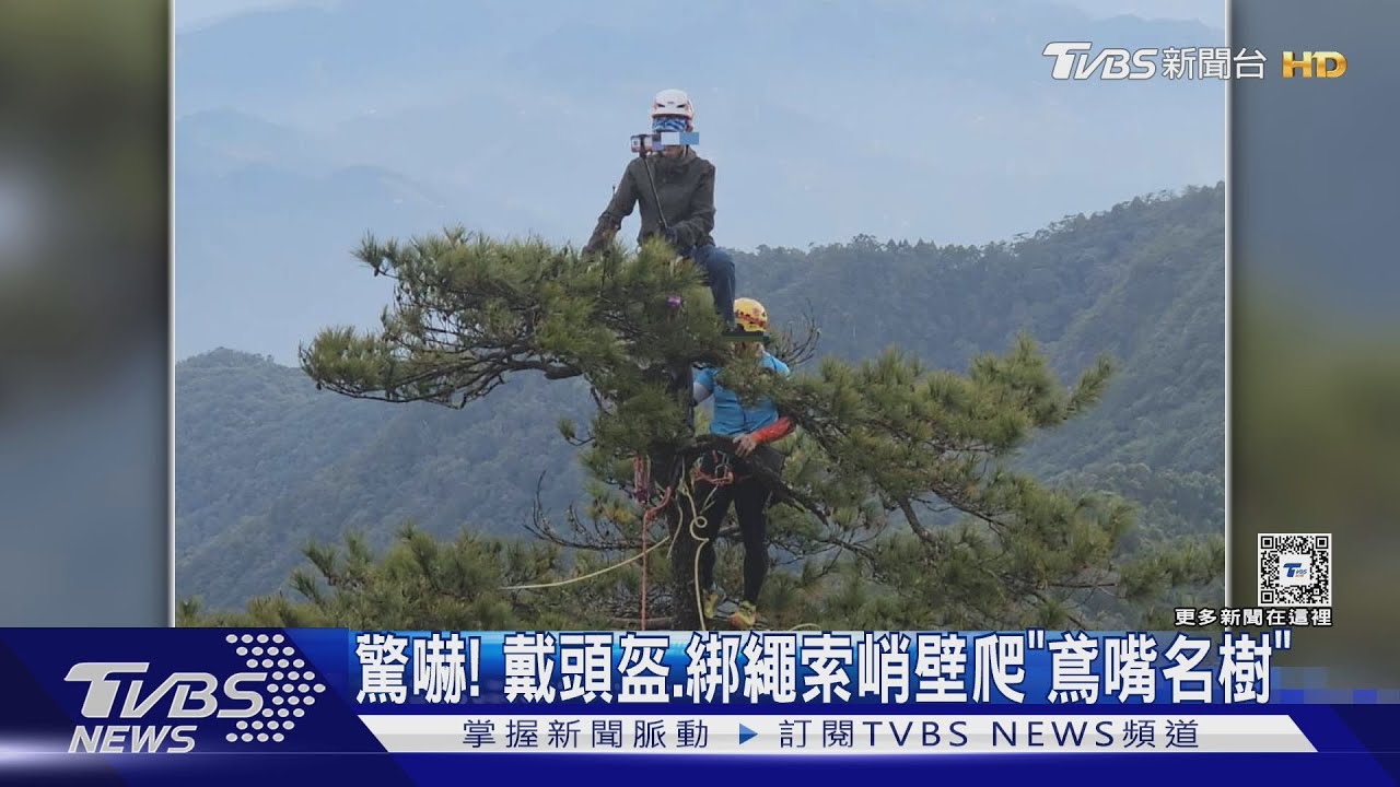 驚嚇! 戴頭盔、綁繩索峭壁爬「鳶嘴名樹」
