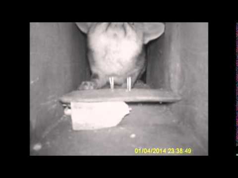 Fuchs in Kastenfalle