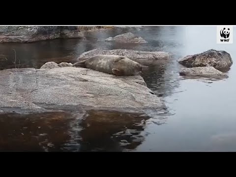 WWF:n Luontoliven parhaat palat 2021